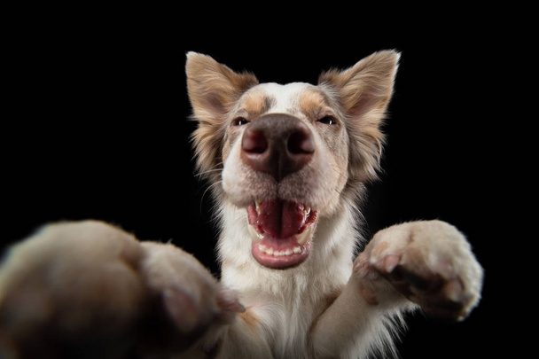 funny dog on a black background. smiling pet. Marble Border Collie posing - Photo, image