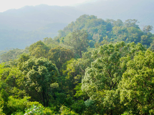 arbres dans la forêt tropicale et de montagne
 - Photo, image
