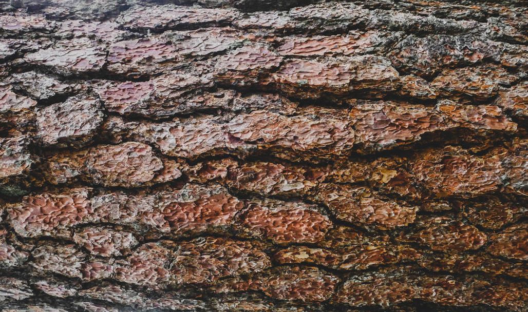 Close up texture background of brown bark of pine tree. Natural background - Фото, изображение