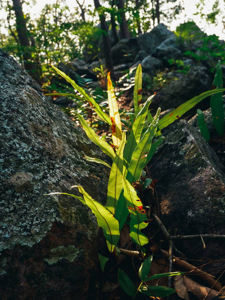 basket fern growing on rock in rain forest - Photo, Image