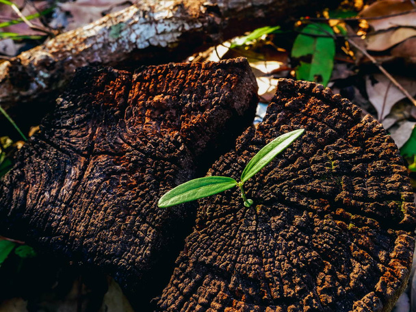 Planta verde creciendo en tronco de árbol muerto, planta verde en tronco
 - Foto, Imagen