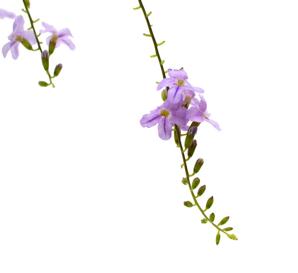 Beautiful purple flower (Orchid) isolated on white background - Φωτογραφία, εικόνα