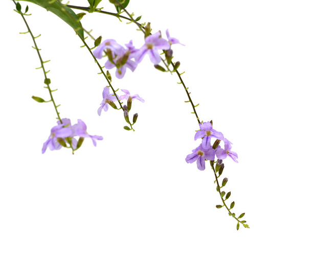 Purple flowers isolated on the white background - Φωτογραφία, εικόνα