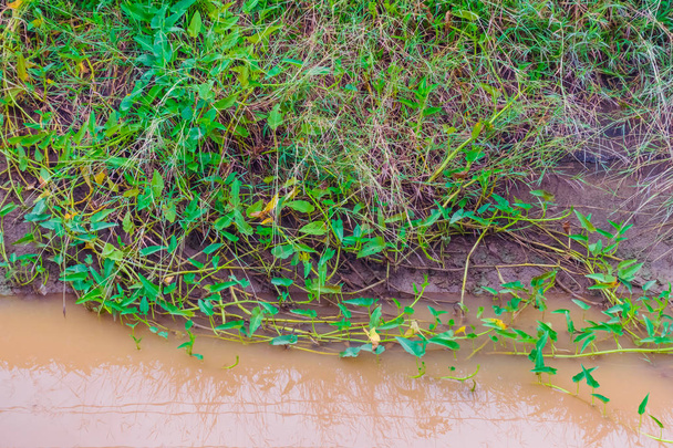 Gloire du matin qui pousse simultanément avec l'herbe dans les canaux d'irrigation pour l'agriculture
. - Photo, image