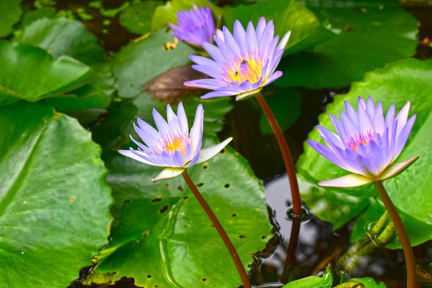 Lotus flower planted in the pond That has begun to bloom With beautiful colors And natural - Photo, Image
