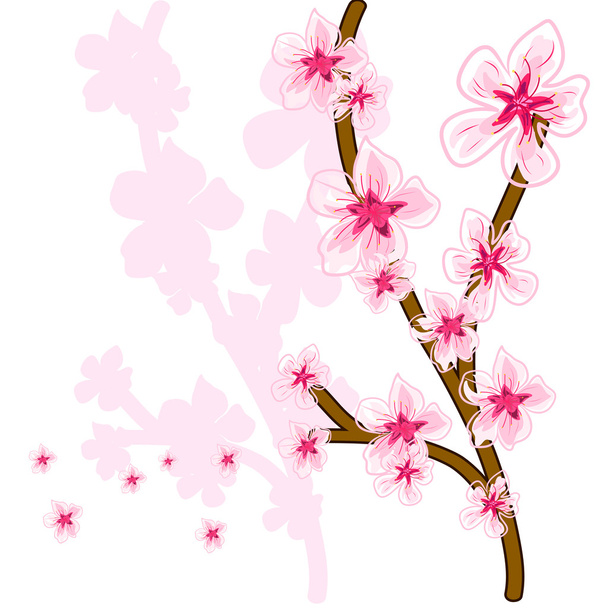 Flores de cerejeira - Vetor, Imagem