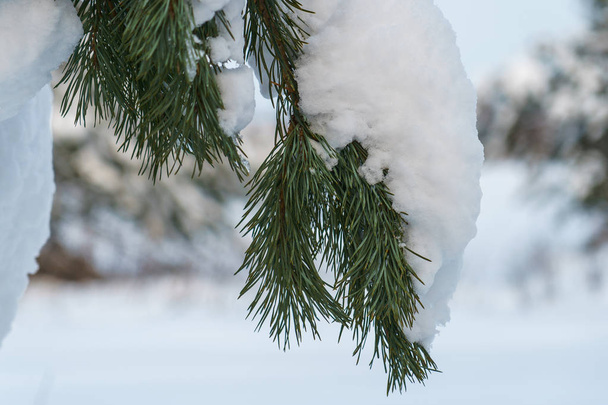 branch of pine with long needles under the snow  - Фото, изображение