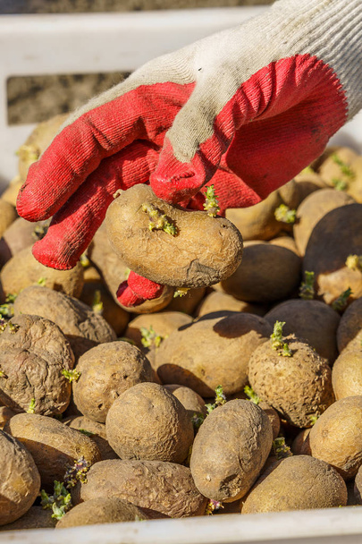 potato tubers with sprouts before planting, one tuber in the palm - Фото, изображение