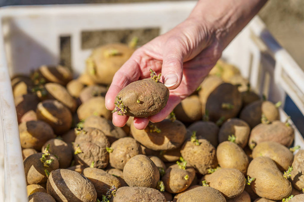 potato tubers with sprouts before planting, one tuber in the palm - Photo, Image