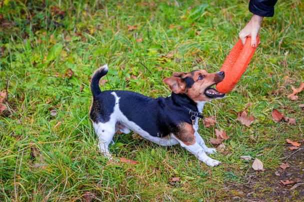 Dog Jack Russell Terrier for a walk in the park. Home pet. Dog walking in the park. Autumn Park. - Fotó, kép