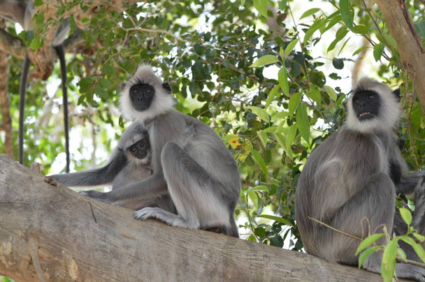 Родина мавп сидить на дереві
 - Фото, зображення
