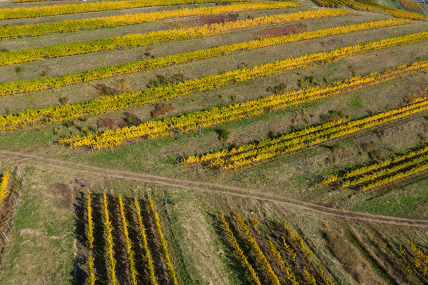 Aerial view of vineyard - Fotoğraf, Görsel
