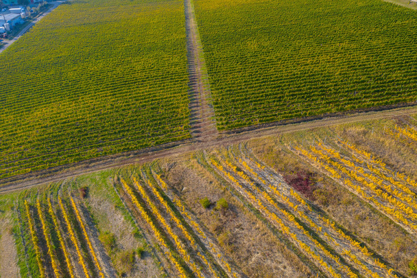 Top drone view of a vineyard at autumn - Fotoğraf, Görsel