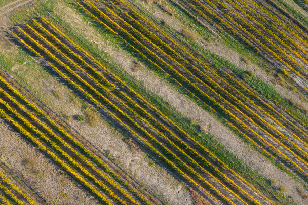 Top drone view of a vineyard at autumn - Fotoğraf, Görsel