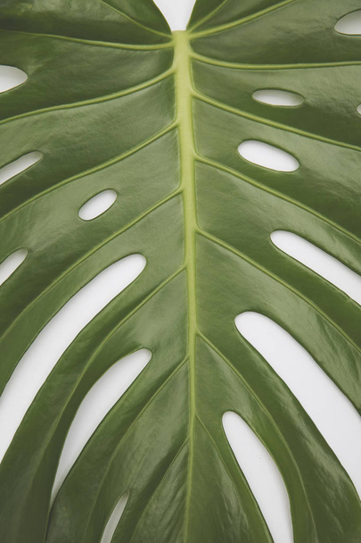 Large green tropical leaf from the monstera plant - Φωτογραφία, εικόνα