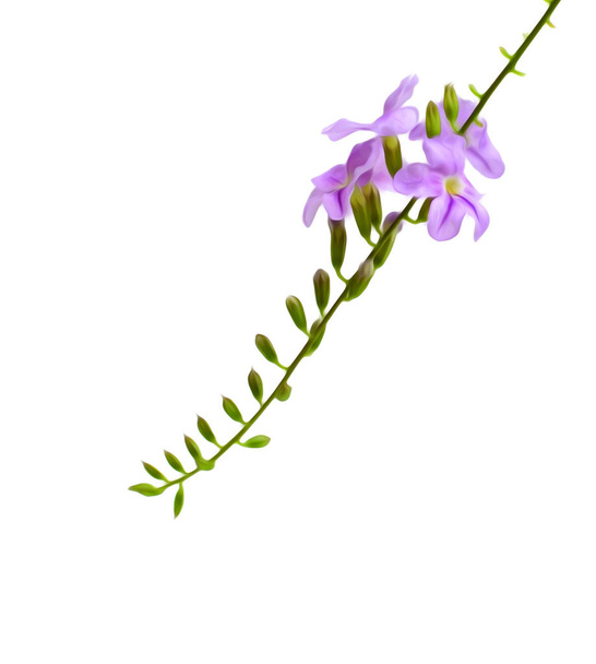 Closeup of wild purple bellflowers on white background - Photo, image
