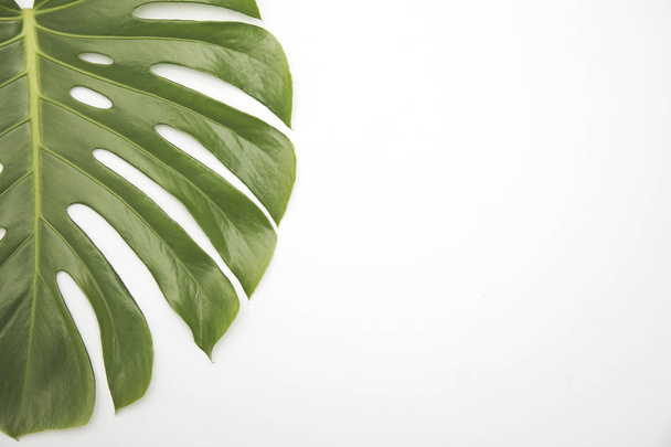 Large green tropical leaf from the monstera plant - Fotoğraf, Görsel