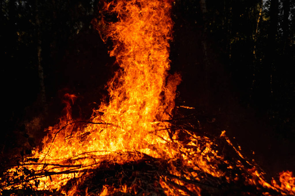 Waldbrände, Brände in der Natur, die Zerstörung von Baumpflanzen. - Foto, Bild