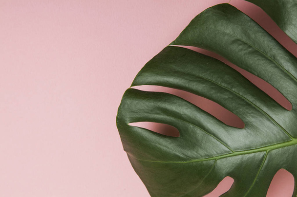 Tropical monstera palm tree leaf on a trendy pastel pink backgro - Photo, Image