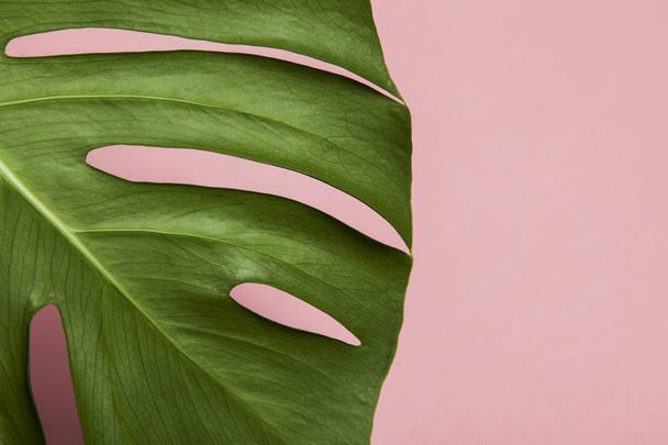 Tropical monstera palm tree leaf on a trendy pastel pink backgro - Фото, изображение