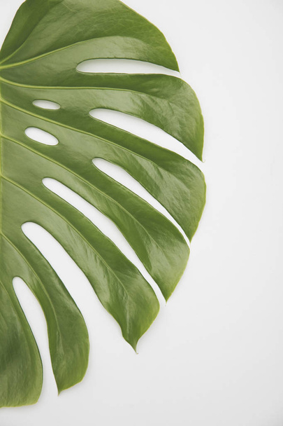 Large green tropical leaf from the monstera plant - Фото, зображення