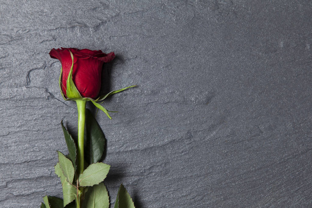 Valentine's day red rose on a slate background with copy space - 写真・画像