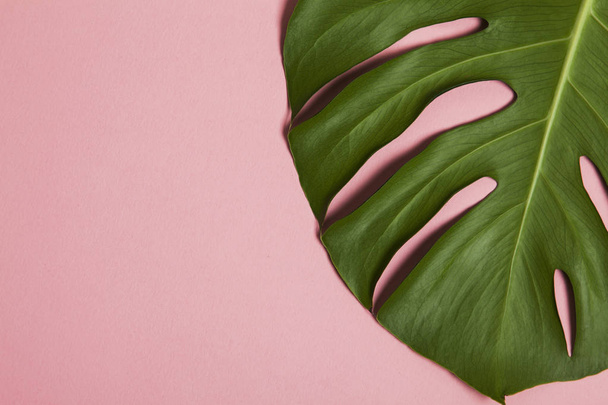 Tropical monstera palm tree leaf on a trendy pastel pink backgro - Zdjęcie, obraz