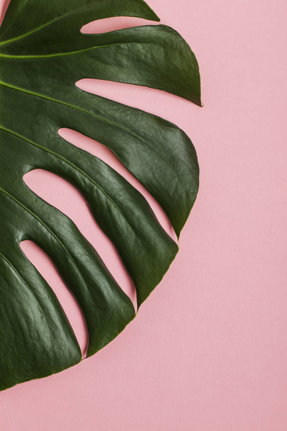 Tropical monstera palm tree leaf on a trendy pastel pink backgro - Fotó, kép
