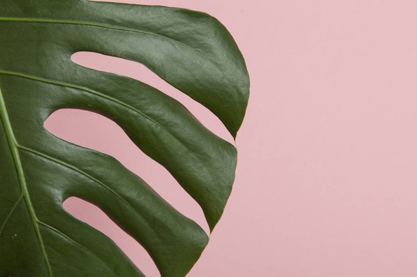 Tropical monstera palm tree leaf on a trendy pastel pink backgro - Fotó, kép
