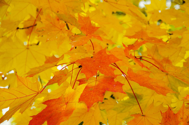 Autumn background. Yellow-orange maple leaves. Horizontal view - Fotoğraf, Görsel