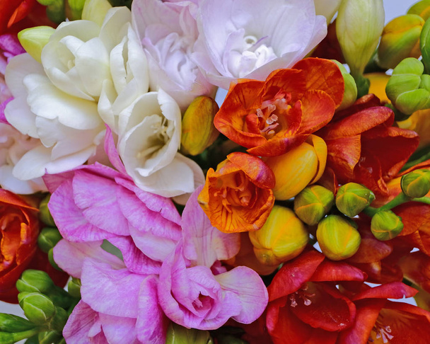 kleurrijke freesia bloemen bovenaanzicht, natuurlijke achtergrond - Foto, afbeelding