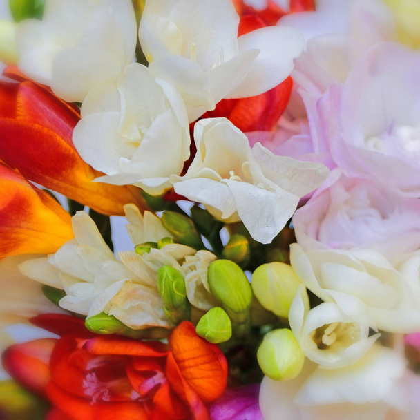 барвисті квіти фрезії вид зверху, природний фон
 - Фото, зображення