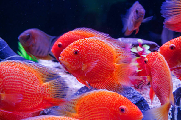Groep van mooie rode gevlekte Severum (Heros Efasciatus) zwemmen in aquarium - Foto, afbeelding