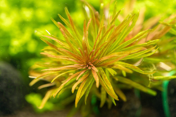 Detailní záběr Ludwigia inclinta 'verticillata' Kuba. Nejkrásnější rostliny pro akvárium - Fotografie, Obrázek