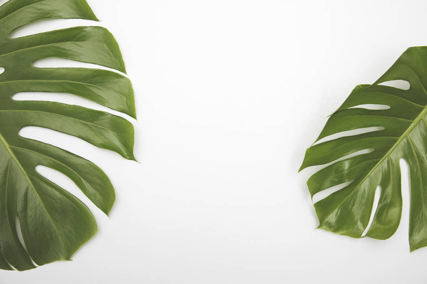 Large green tropical leaf from the monstera plant - Фото, зображення