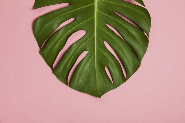 Tropical monstera palm tree leaf on a trendy pastel pink backgro - Foto, afbeelding