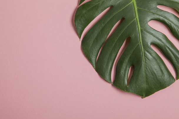 Tropical monstera palm tree leaf on a trendy pastel pink backgro - 写真・画像