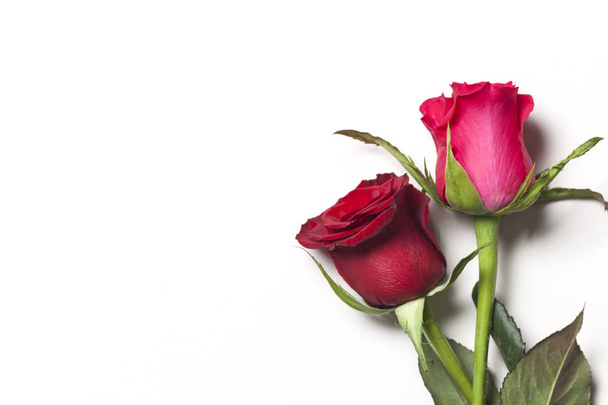 Červené a růžové růže na bílém pozadí - Fotografie, Obrázek