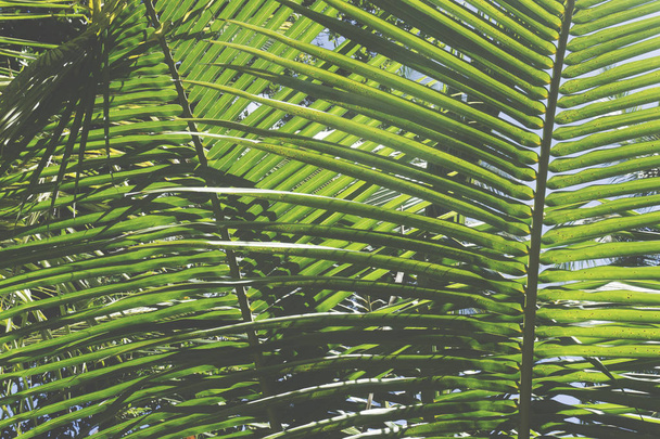Tropical palm tree leaf background - Foto, Imagen