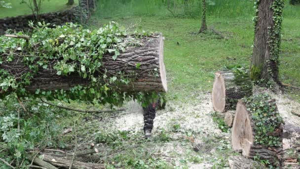 άνθρωπος κοπή ενός δέντρου να κομμάτια με ένα αλυσοπρίονο στο δάσος - Πλάνα, βίντεο