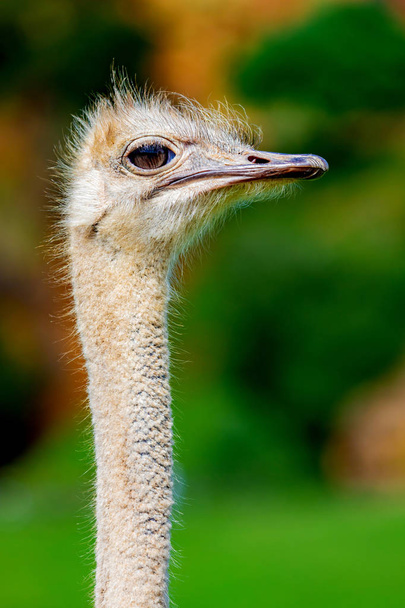 Cabeça de avestruz
   - Foto, Imagem
