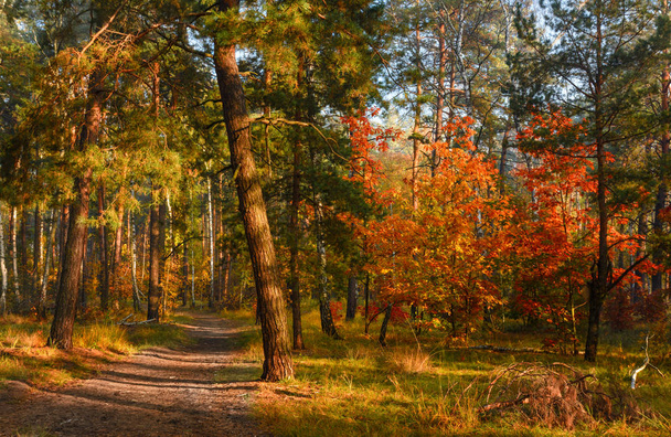 Het bos gekleed in een herfstoutfit. Bladeren en gras zijn geschilderd in herfstkleuren. Aangenaam zonnig weer. - Foto, afbeelding