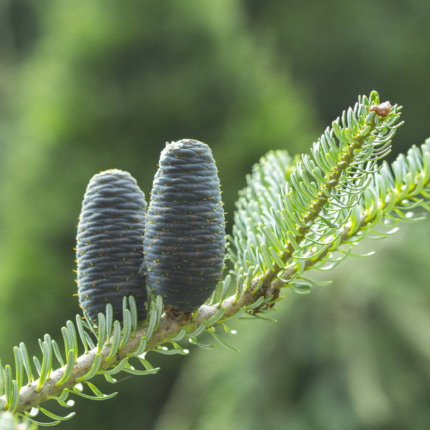 Cones of the Korean blue fir, purple coniferous cones on the branch of fir tree - Photo, Image