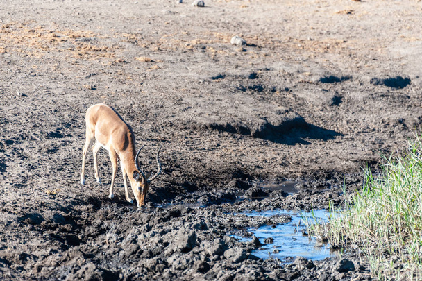 Um impala perto de um poço
 - Foto, Imagem
