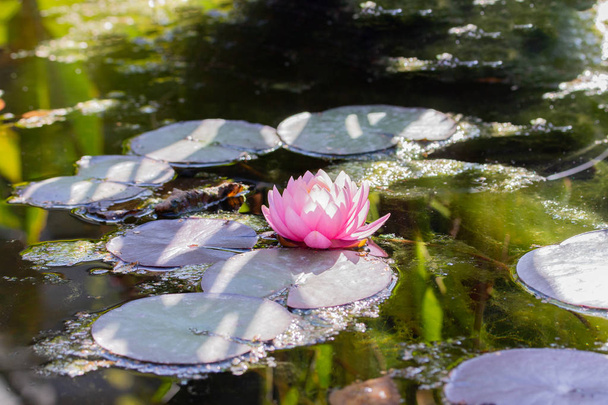 Seerose, zartrosa Lotusblüten in einem Teich mit Blättern in der Natur. blühender Lotus im Wasser - Foto, Bild