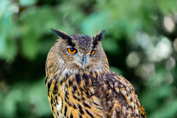 Royal Owl - Photo, Image