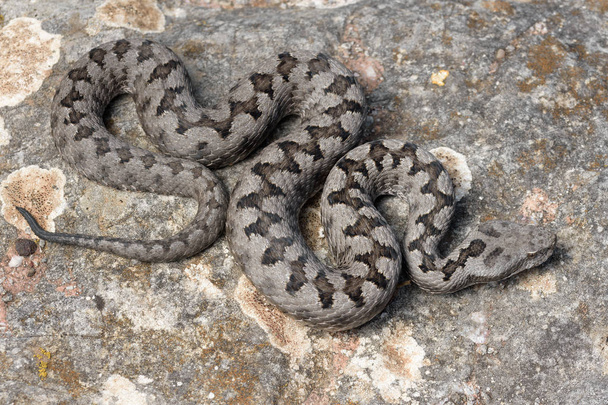 Dospělý rohatý zmije (Vipera latastei) makro v přírodě - Fotografie, Obrázek