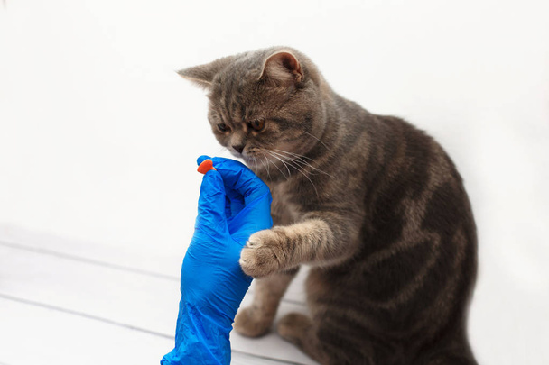 niedliches Kätzchen bekommt von Tierärzten eine Pille Hand in blauen Handschuhen vor hellem Hintergrund - Foto, Bild