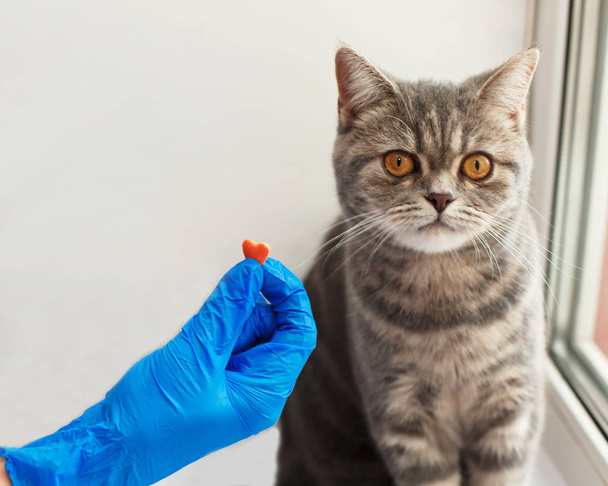 Cute kitten getting a pill from veterinarians hand in blue gloves over light background - Foto, immagini