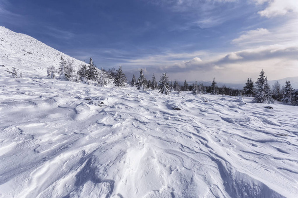 schilderachtig uitzicht op besneeuwde bergen met eindeloos naaldbos op zonnige dag - Foto, afbeelding